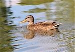Portrait of a female duck on the water
