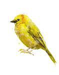 Watercolor Digital Painting Of Yellow Bird