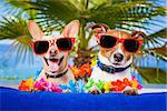 couple of dogs on summer vacation at the beach under a palm tree