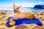 chihuahua dog at the ocean shore beach with yellow rubber duck while resting on blue towel