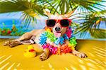 chihuahua dog under the shadow of a palm tree relaxing and resting