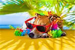 jack russell dog under the shadow of a palm tree relaxing and resting