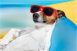 Dog lying on air mattress by the swimming pool sun tanning with sunglasses relaxing and resting