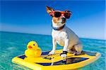 dog surfing on a surfboard wearing sunglasses with a yellow plastic rubber duck, at the ocean shore