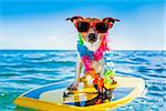 dog surfing on a surfboard wearing a flower chain and sunglasses, at the ocean shore