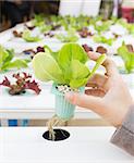 Organic hydroponic vegetable on hand in a greenhouse at Thailand