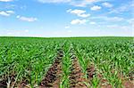 cornfield at south of Portugal