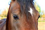 eyes of Arabian bay horse close-up