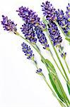 A shot of lavender sprigs on the white background