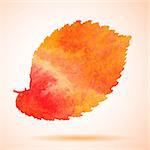 Orange watercolor painted vector elm tree leaf. Also available as a Vector in Adobe illustrator EPS format, compressed in a zip file. The vector version be scaled to any size without loss of quality.