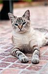 A shot of a cat with blue eyes