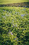 violets flowers field in the garden or nature park Thailand vintage