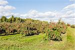 An apple orchard at sunny summer day