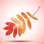 Orange watercolor painted vector rowan tree leaf. Also available as a Vector in Adobe illustrator EPS format, compressed in a zip file. The vector version be scaled to any size without loss of quality.