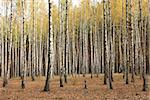 Autumn trees with yellowing leaves