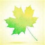 Green watercolor painted vector autumn maple leaf background. Also available as a Vector in Adobe illustrator EPS format, compressed in a zip file. The vector version be scaled to any size without loss of quality.