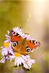 An image of a nice butterfly Aglais io