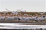 white pelicans (pelecanus onocrotalus) in the Danube Delta, Romania