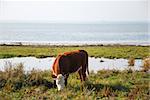 Grazing cow by the coast of Baltic sea at the island Oland in Sweden