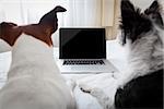 couple of dogs surfing or browsing the internet using a laptop computer pc, both looking into the screen