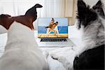 couple of dogs watching a movie  on a laptop computer in bedroom, close together