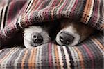 couple of dogs in love sleeping together under the blanket in bed