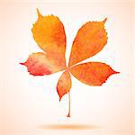 Orange watercolor painted vector chestnut leaf. Also available as a Vector in Adobe illustrator EPS format, compressed in a zip file. The vector version be scaled to any size without loss of quality.
