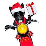 santa claus dog on motorbike bringing presents or gifts to everyone