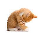 Cute Orange Kitten Bathing Isolated on White Background