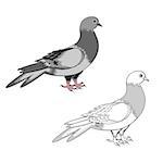 A pigeon isolated on a white background. Colorful and monochrome versions. Vector-art illustration