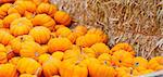 close-up of small orange pumpkins at fall festival