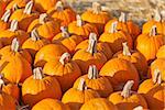 large orange pumpkins at fall festival