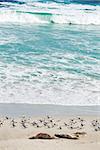 colony of  sea lions at Seal Bay, Kangaroo Island, South Australia