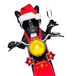 santa claus dog on motorbike toasting cheers to everyone, isolated on white blank white background