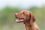 A happy looking Vizsla dog (Hungarian pointer) stands in a green field.