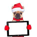 Santa claus christmas dog wearing a hat holding a touchpad or tablet pc , isolated on white background