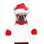 Santa claus christmas dog wearing a hat holding a blackboard or placard , isolated on white background