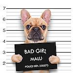 criminal  bulldog , at the police station , mugshot photo