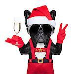 santa claus dog toasting cheers with champagne glass and victory or peace fingers, isolated on white background