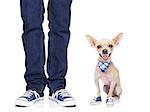 dog owner with dog both wearing sneakers, ready for a walk together,dog very happy,  isolated on white background