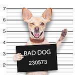 mugshot dog holding a black banner or placard, and waving his paws and blinking eye