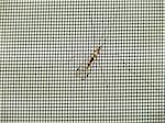 The crane fly is sometimes mistaken for a giant mosquito. This one was seen in central Florida on a porch screen.