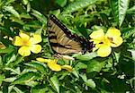 An eastern tiger swallowtail butterfly (Papilio glaucus) is feeding on a buttercup plant, with a skipper in the background.