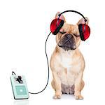 french bulldog dog listening music, while relaxing and enjoying the sound , isolated on white background