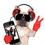 fawn french bulldog listening to a music player , with peace or victory fingers, isolated on white background