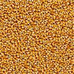 Yellow Corn Beans Background. Seamless Tileable Texture.