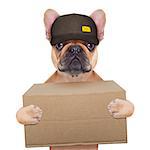 postman  french bulldog holding a shipping box , isolated on white background