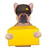 postman  french bulldog holding a yellow shipping box , isolated on white background