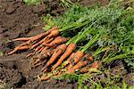 Harvest fresh organic carrots on the ground