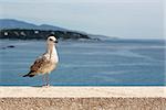 Seagull stands on the stone wall on the background of the sea in Monte Carlo